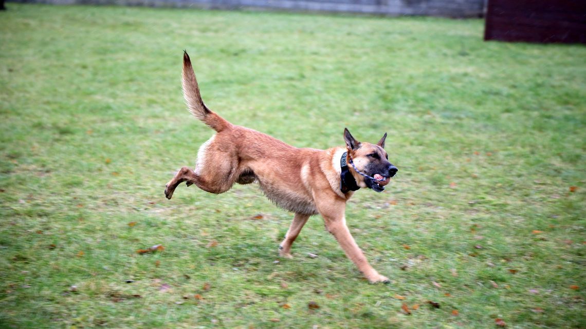 Czego chce twój pies? Weź udział w bezpłatnym szkoleniu Czego chce twój pies? Weź udział w bezpłatnym szkoleniu