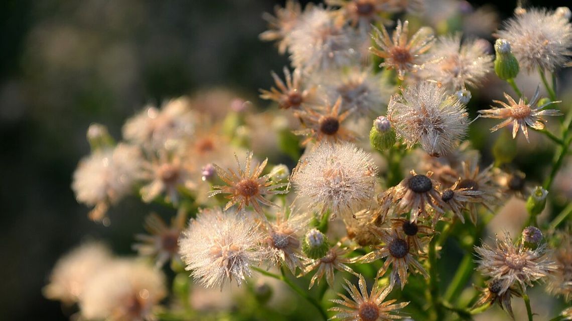 Czeka nas kolejna noc przymrozków