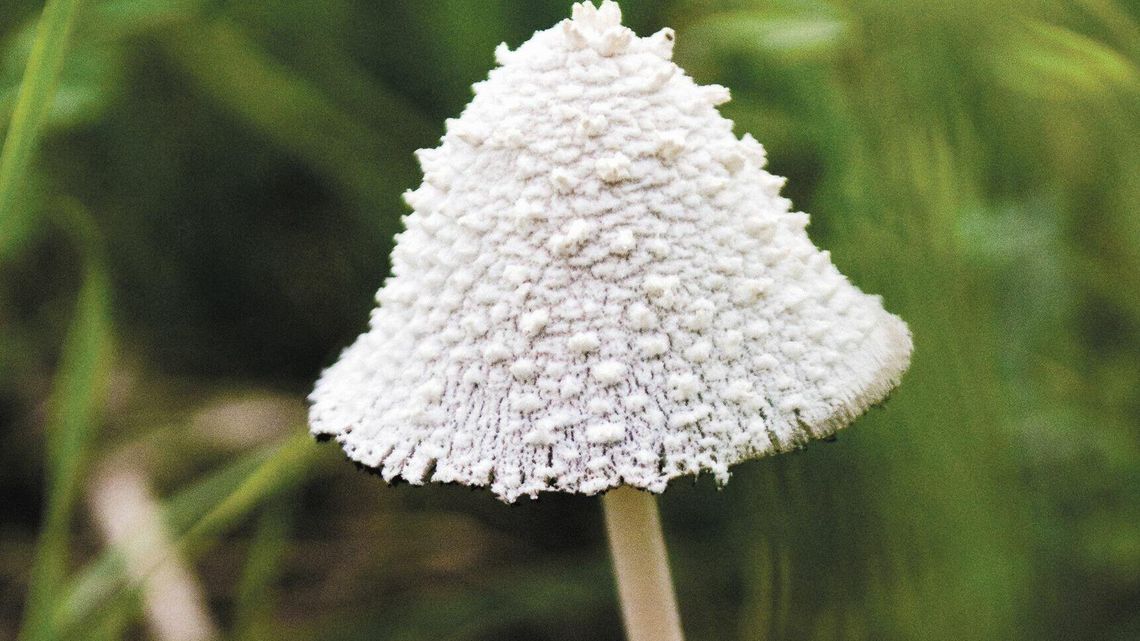 Części grzybów możemy już nie zobaczyć. Zmiany klimatu, zanieczyszczenia... Części grzybów możemy już nie zobaczyć. Zmiany klimatu, zanieczyszczenia...