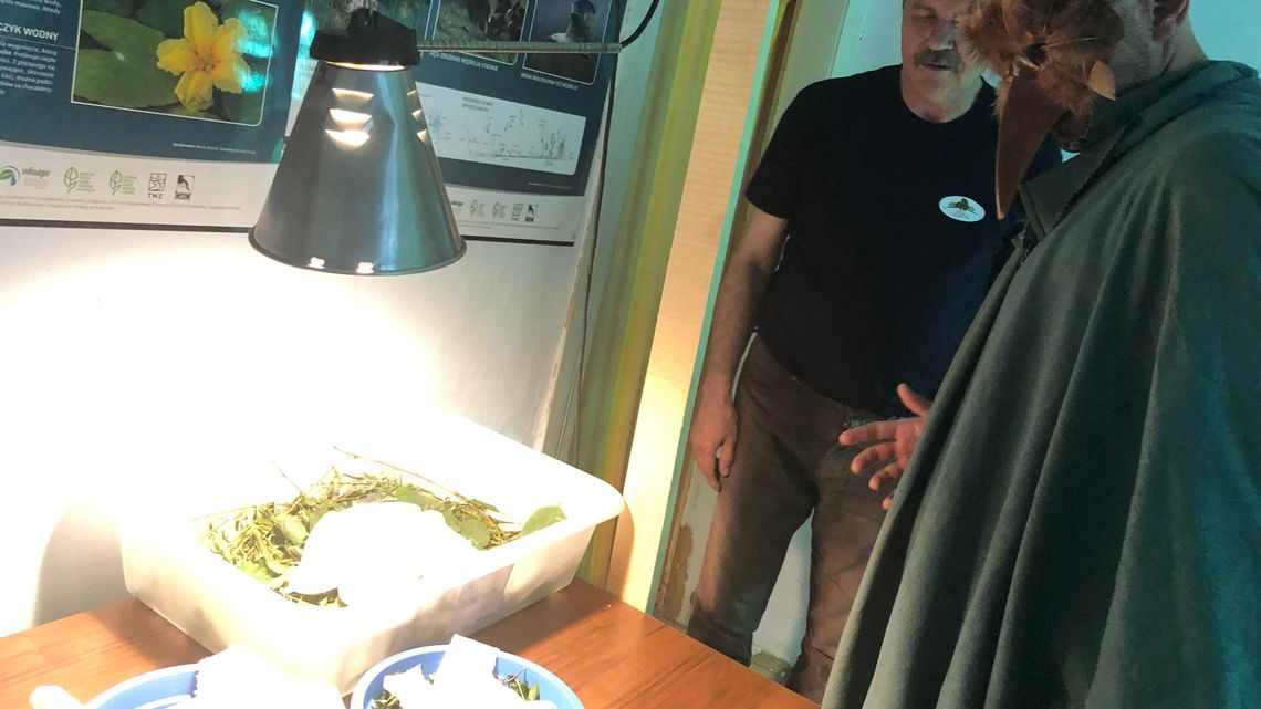 Człowiek w masce karmi młode. Później wywiozą je do Niemiec