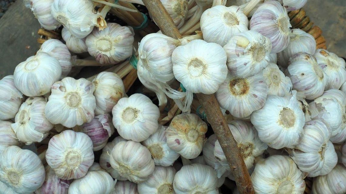 Czosnkiem chciał oszukać policjantów. Zaczął go szybko jeść