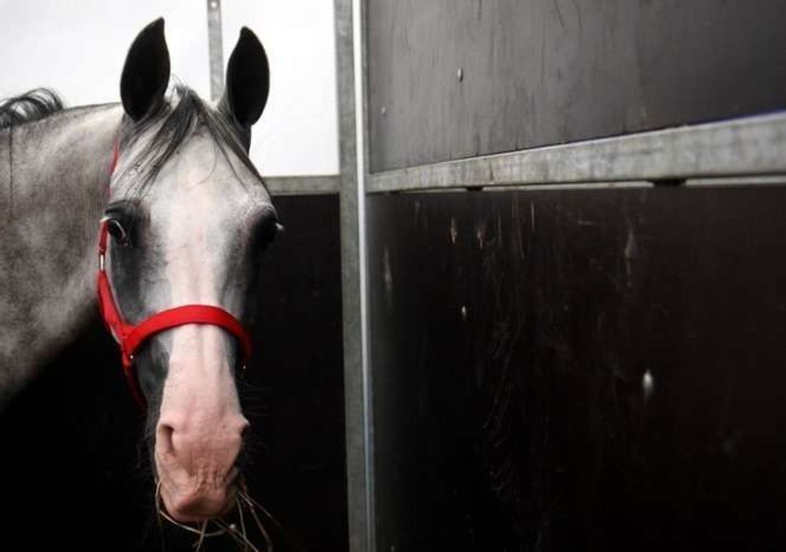 Czterech kandydatów na prezesa stadniny w Janowie. "Nie ma wśród nich znawców arabów"