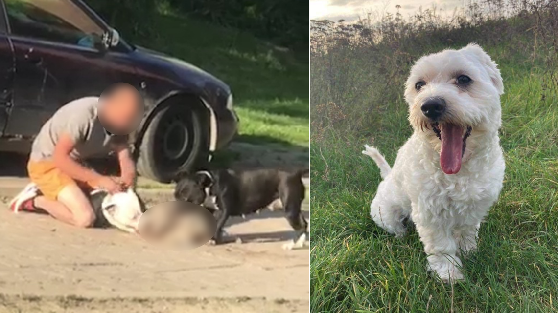 Cztery amstaffy rozszarpały psa na oczach właścicielki. "Widok był przerażający" [drastyczne wideo]