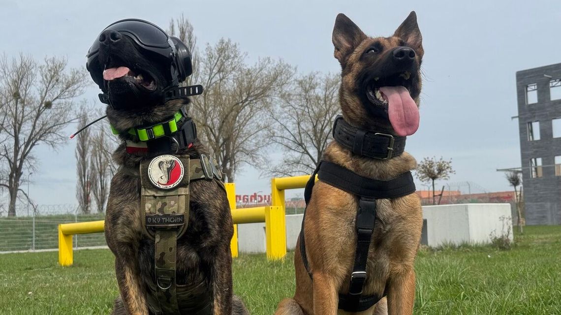 Cztery łapy i nos. Szkolenie policyjnych psów służbowych