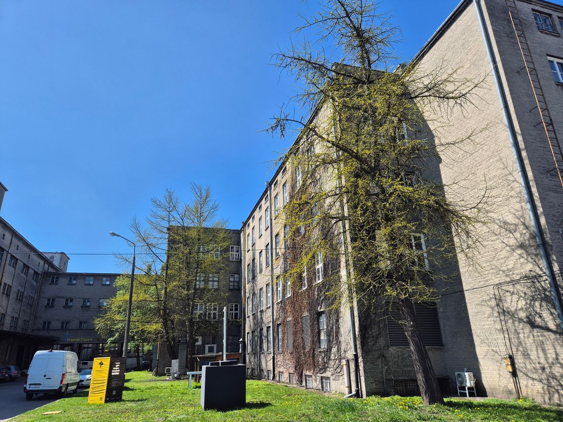 Cztery nowe pomniki przyrody w Lublinie. To wyjątkowe miłorzęby