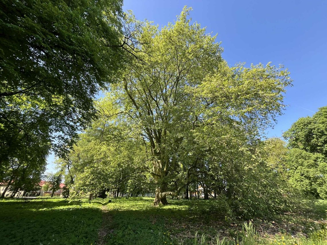 Cztery nowe pomniki w mieście. Niektóre mają już 120 lat Cztery nowe pomniki w mieście. Niektóre mają już 120 lat