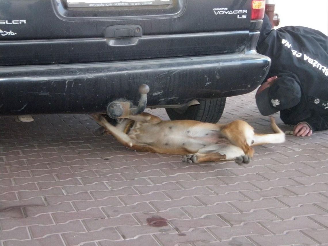 Czujny nos Vivi. Pies wykrył nielegalne papierosy w samochodzie