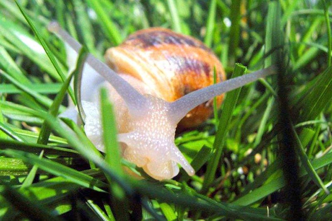 Czy da się zarobić na ślimakach? W woj. lubelskim jest już 10 hodowli