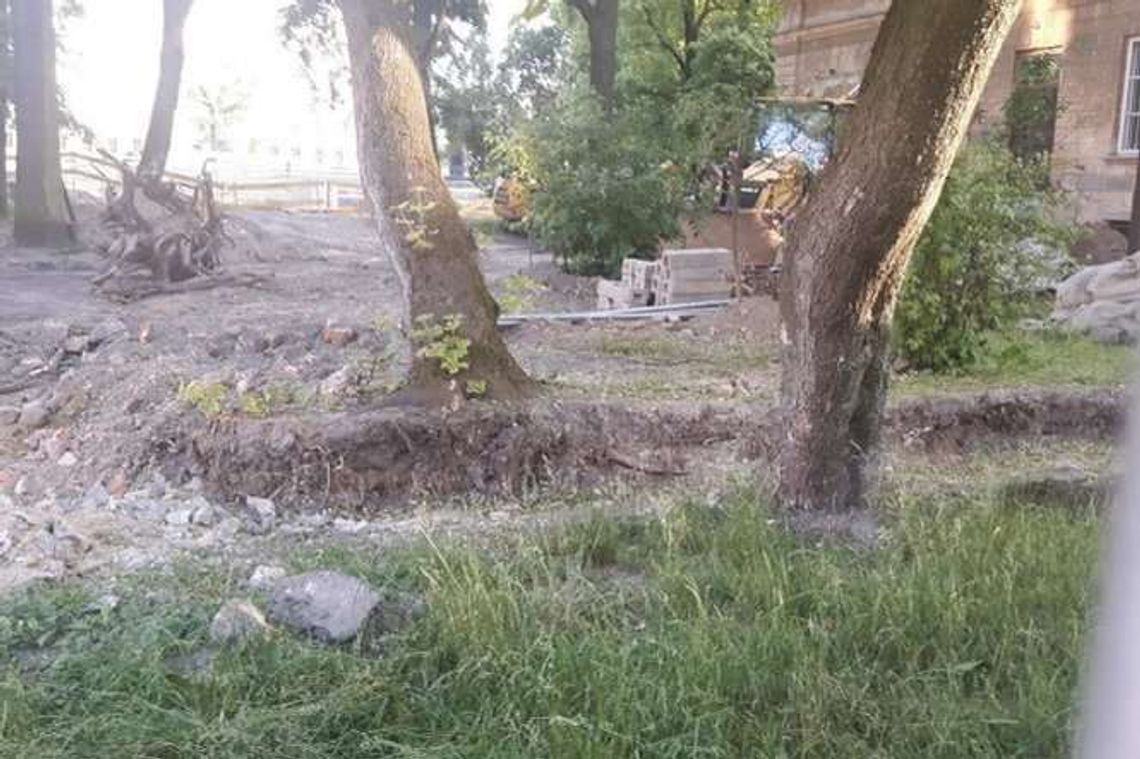 Czy drzewa przetrwają przebudowę pl. Litewskiego? Rada Kultury Przestrzeni alarmuje