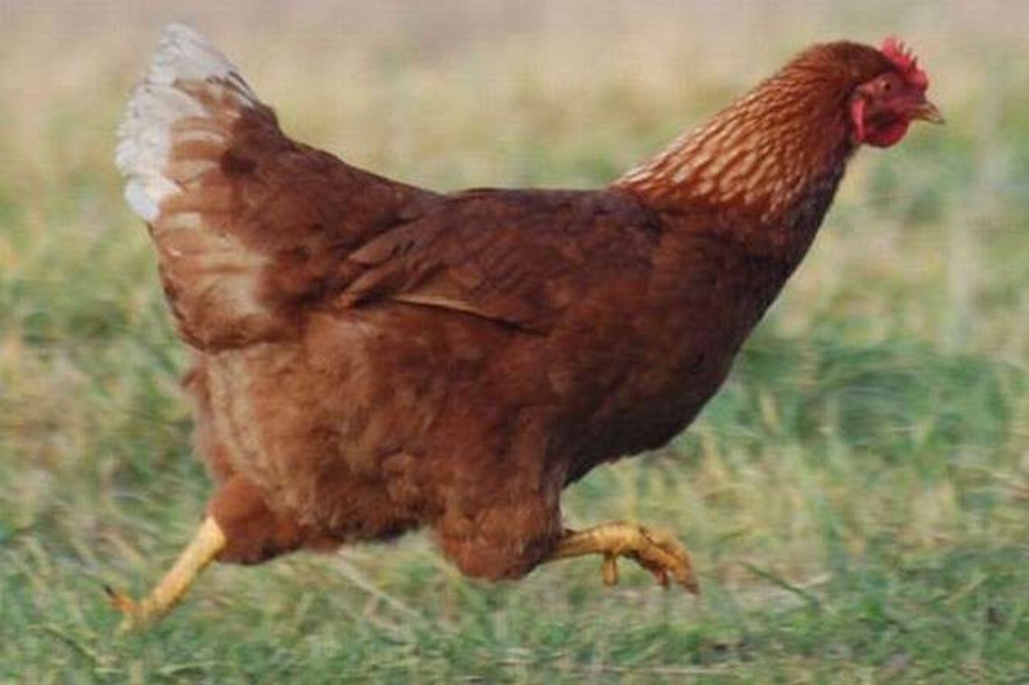 Czy kury biegają po podwórku? To nie inspekcja, tylko oszuści