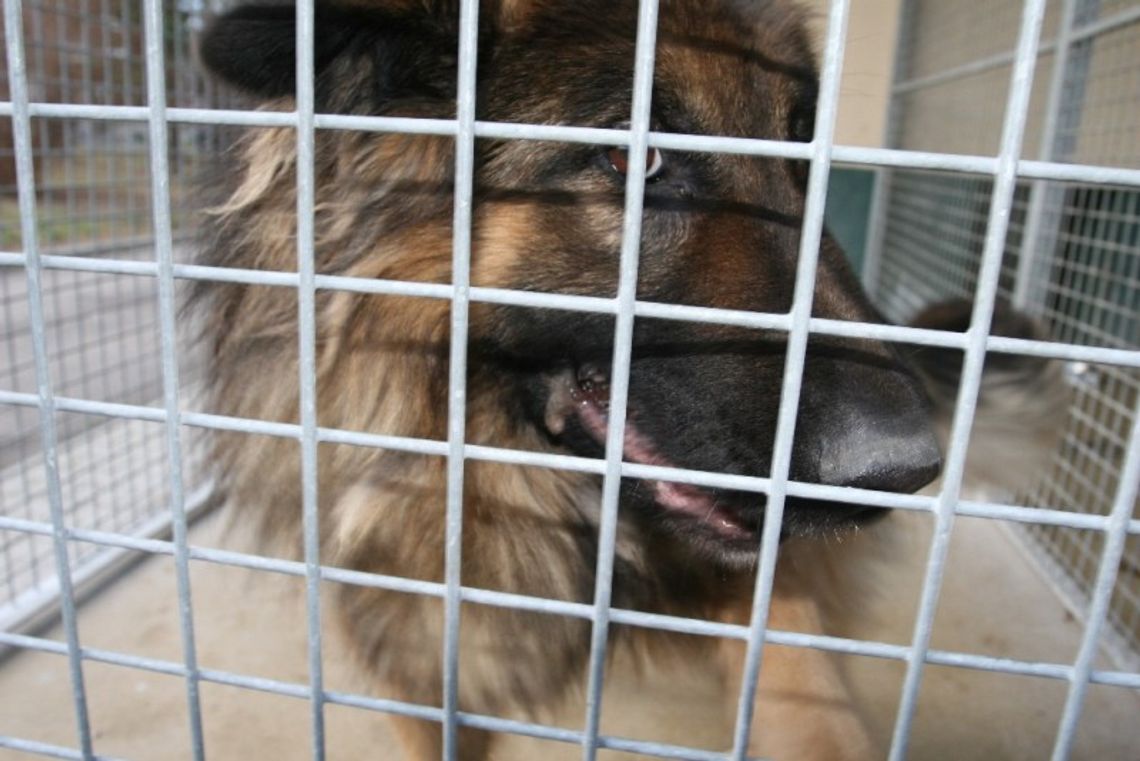 Czy to te psy zagryzły kobietę w Kraczewicach? Sprawdza to policja (zdjęcia)