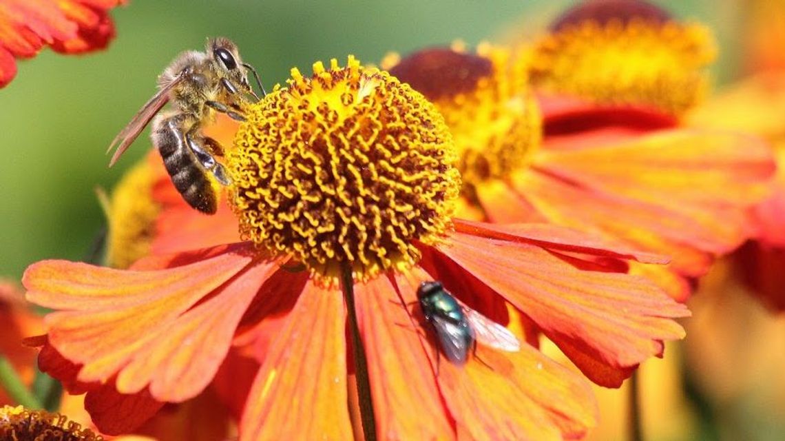 Czy w Białej Podlaskiej zamieszkają pszczoły? Niektórzy mają wątpliwości, czy to dobry pomysł Czy w Białej Podlaskiej zamieszkają pszczoły? Niektórzy mają wątpliwości, czy to dobry pomysł