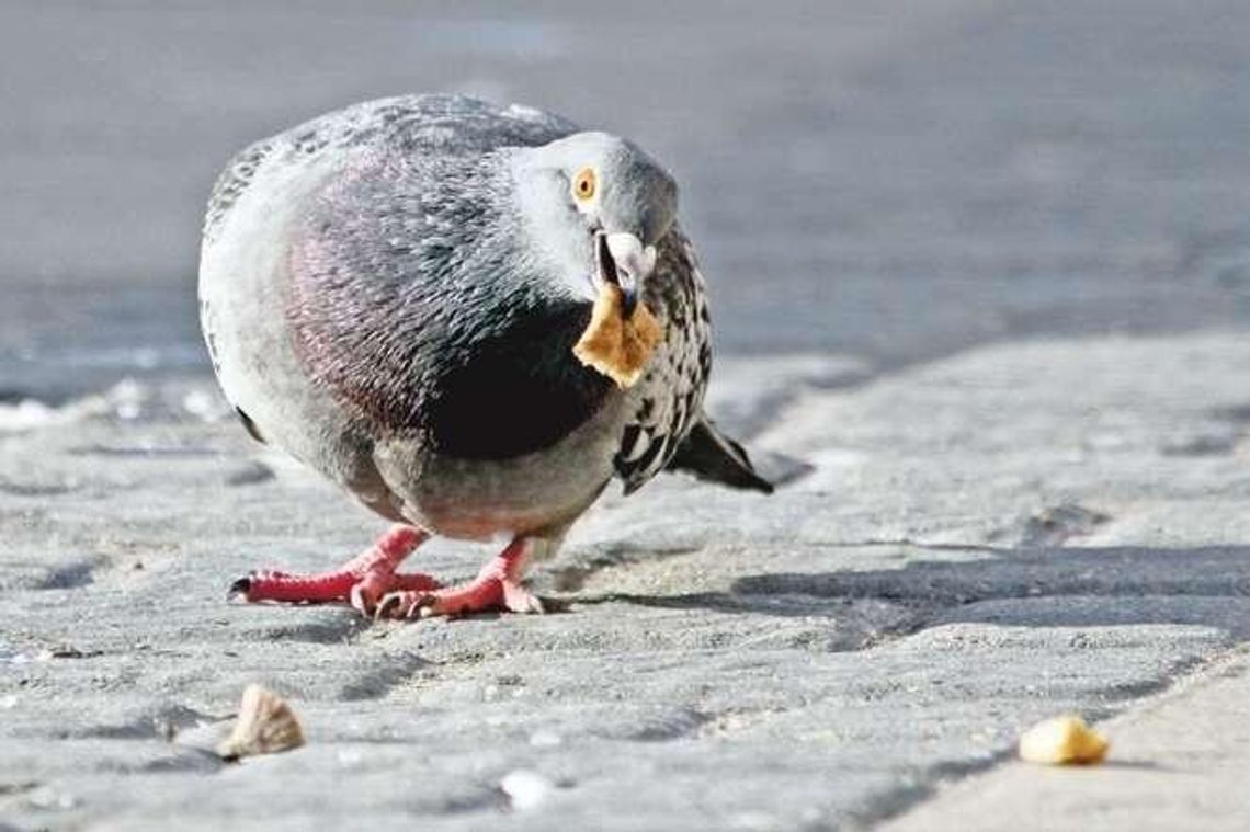 Czym karmić ptaki? Chleb niewskazany