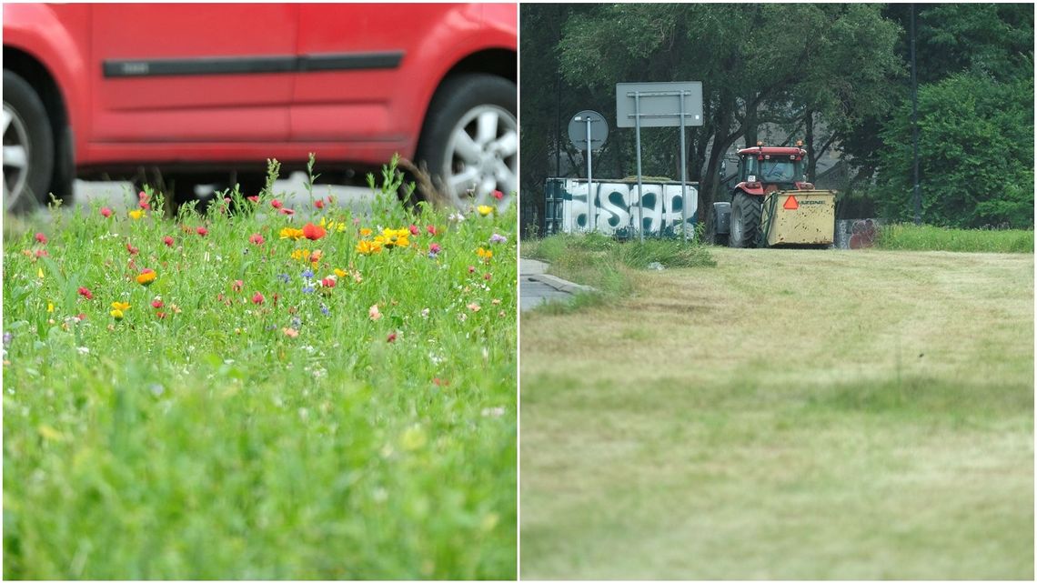 Czytelniczka martwi się o miejską zieleń w Lublinie. Ratusz: Skoszono dziką roślinność Czytelniczka martwi się o miejską zieleń w Lublinie. Ratusz: Skoszono dziką roślinność