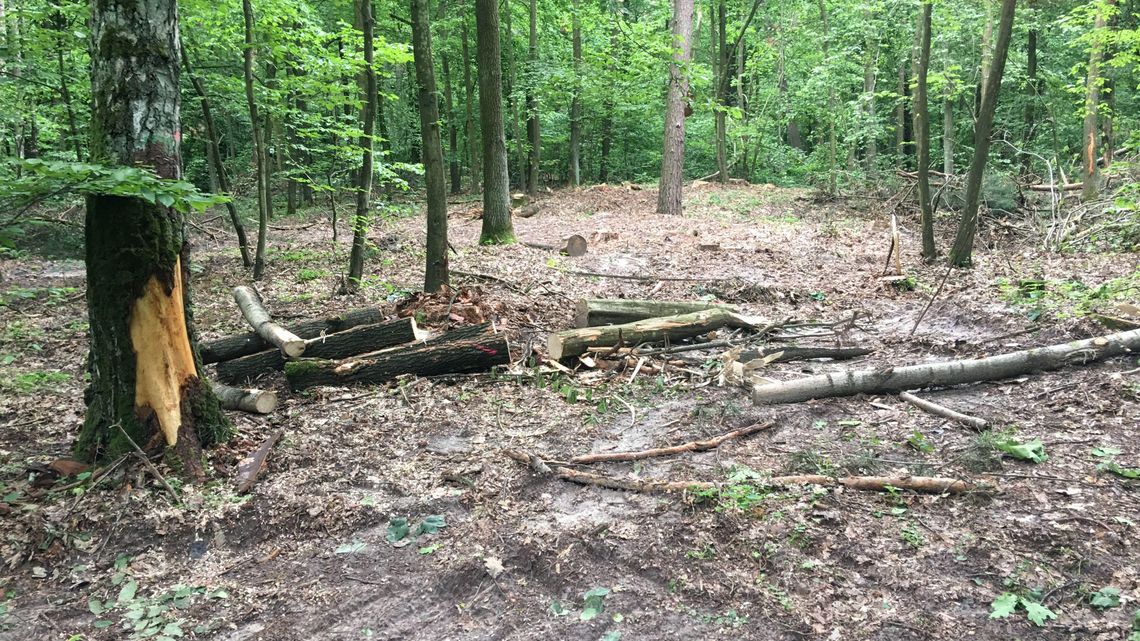 Czytelniczka: Trwa wojna z drzewami. Nadleśnictwo: Przeprowadzimy wizję lokalną Czytelniczka: Trwa wojna z drzewami. Nadleśnictwo: Przeprowadzimy wizję lokalną