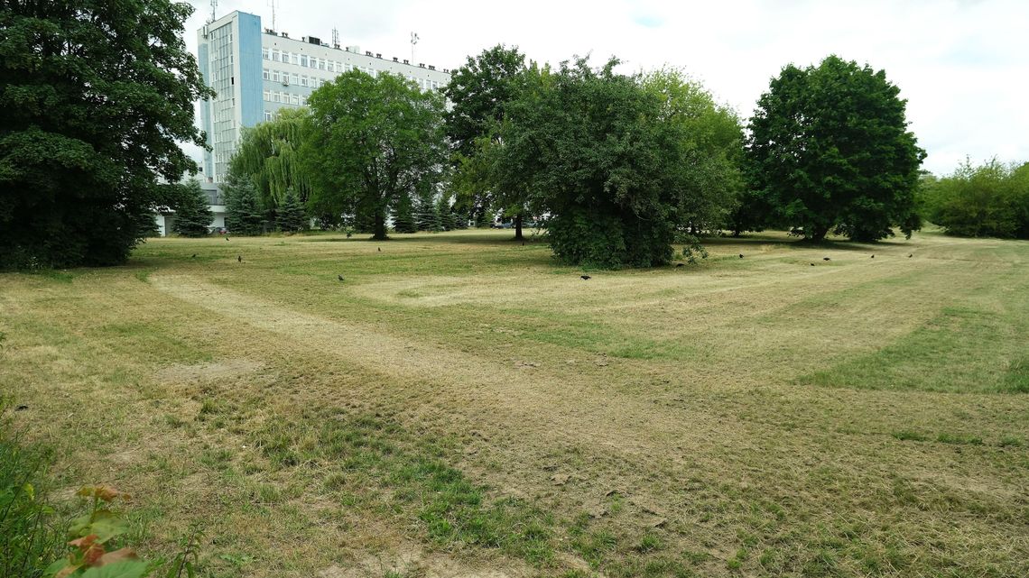 Czytelniczka: Wykosili trawnik koło szpitala. Do gołej ziemi. "Mieliśmy telefony od mieszkańców"