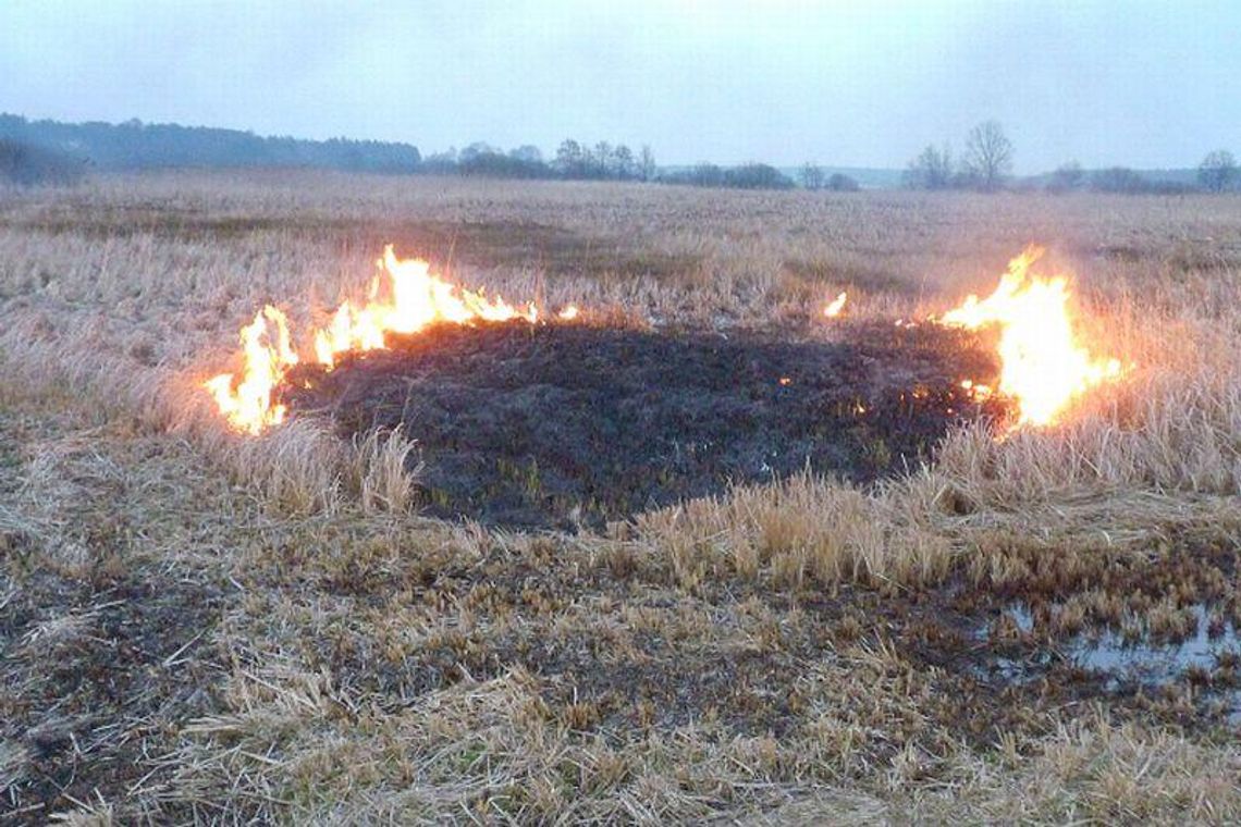 Czytelnik: \"Burmistrz podpalił trawę na łące\". Burmistrz: \"Nonsens!\" Czytelnik: \"Burmistrz podpalił trawę na łące\". Burmistrz: \"Nonsens!\"