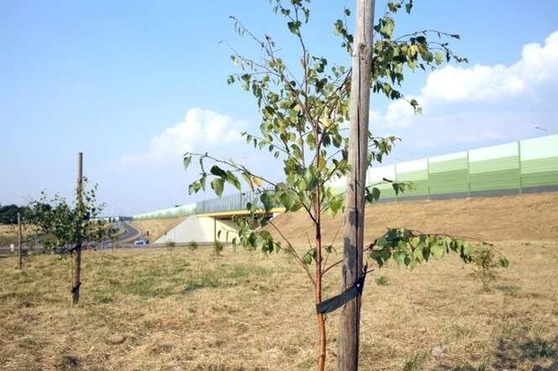 Czytelnik: Ratujcie drzewka przy obwodnicy Lublina. Firma: Są podlewane nocą 