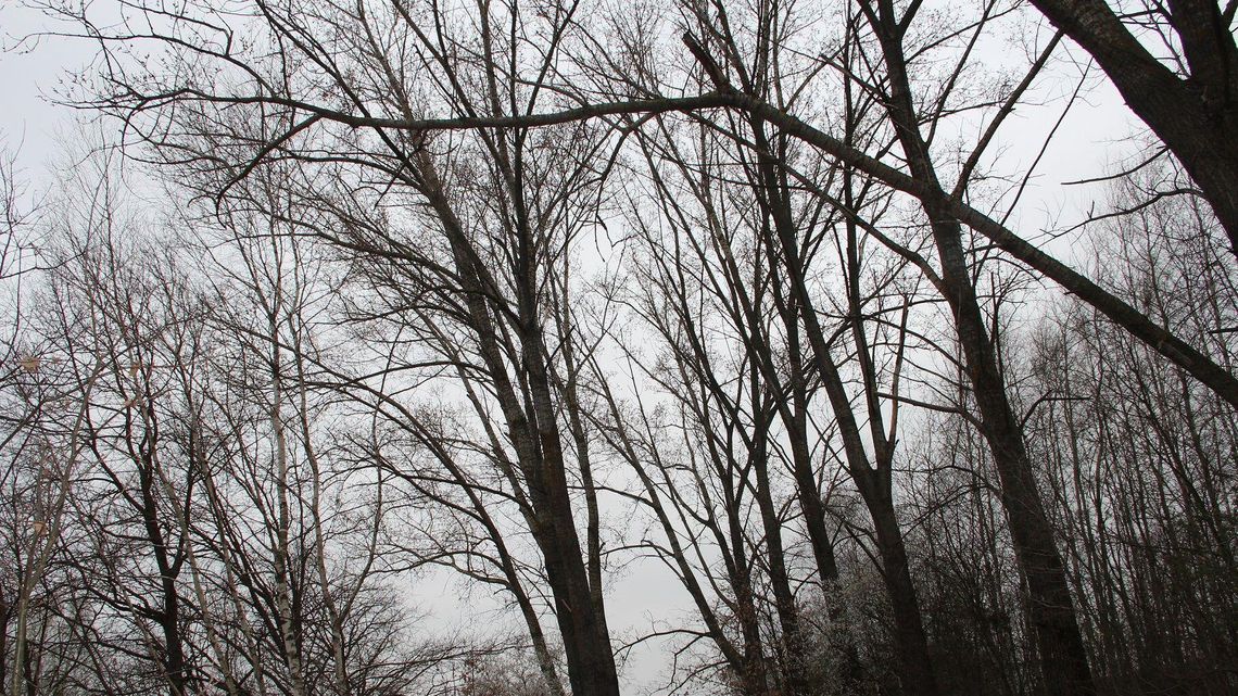 Czytelnik z Białej Podlaskiej alarmuje: Te topole grożą złamaniem. Co zrobi z nimi urząd? Czytelnik z Białej Podlaskiej alarmuje: Te topole grożą złamaniem. Co zrobi z nimi urząd?