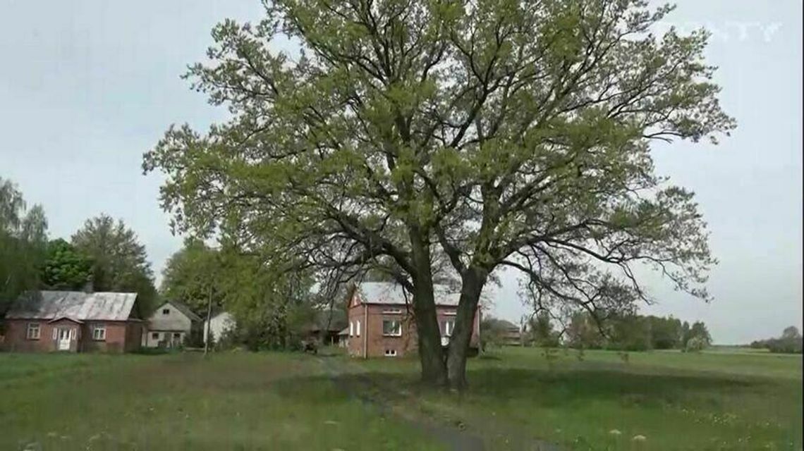 Dąb Alojzy stał się pomnikiem przyrody i przeszkadza drogowcom. Co z autostradą A2?