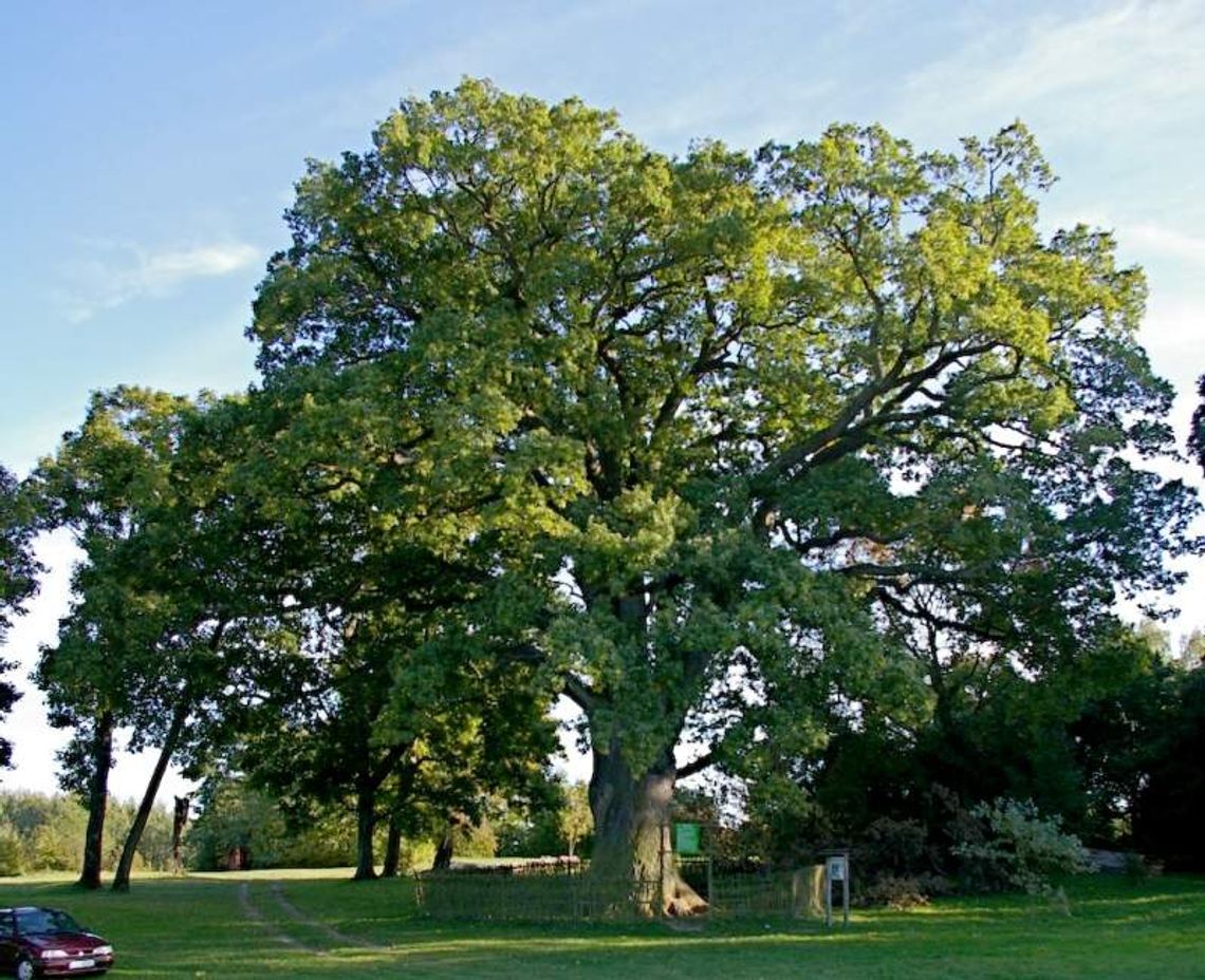 Dąb Bolko urósł do tytułu Drzewa Roku