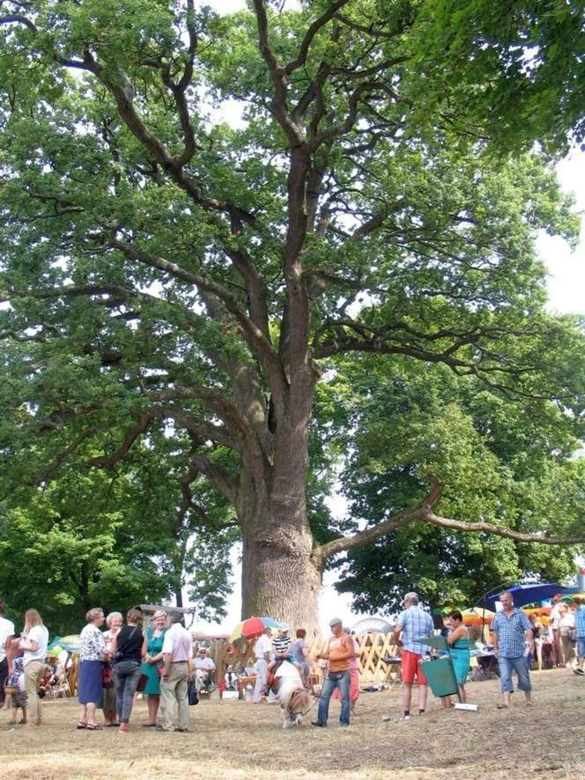 Dąb Bolko zajął czwarte miejsce w plebiscycie na Europejskie Drzewo Roku