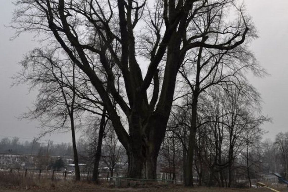 Dąb Grot walczy o tytuł europejskiego drzewa roku 