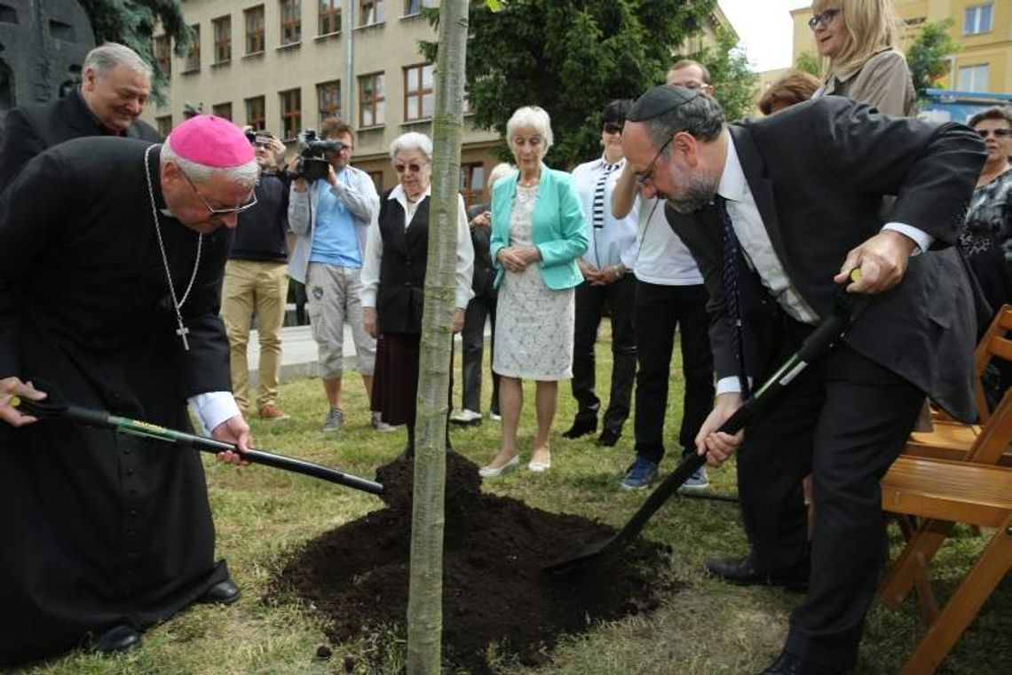 Dąb Jana Karskiego już rośnie w Lublinie (wideo, zdjęcia)