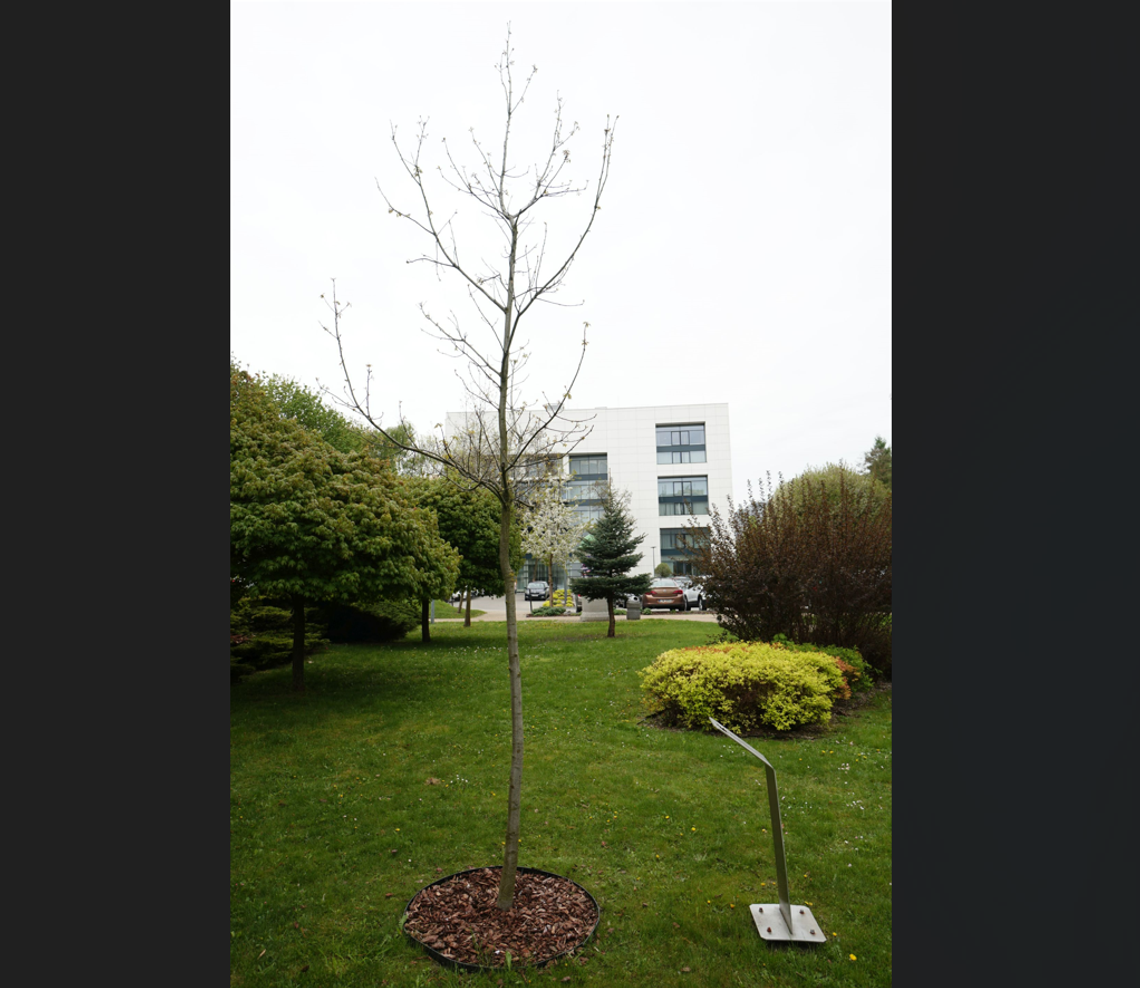 Dąb posadzony, teraz trzeba go nazwać 