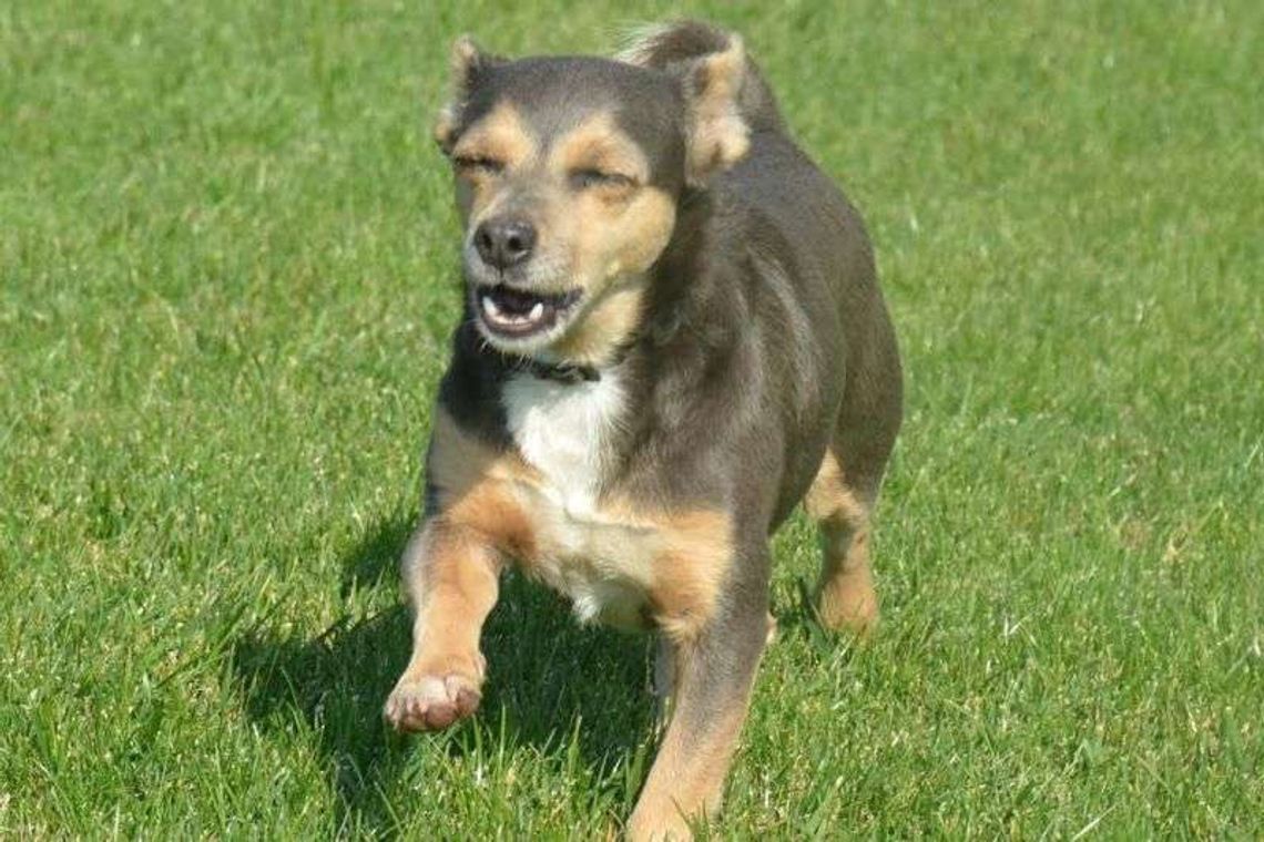 Dąbrowica: Zaginął pies. Kto go widział?