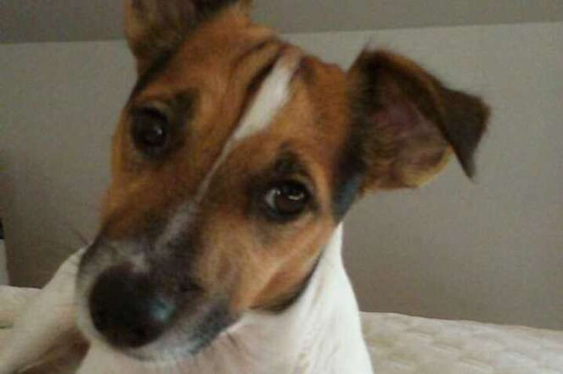 Dąbrowica: Zaginął pies Odi. Nagroda dla znalazcy