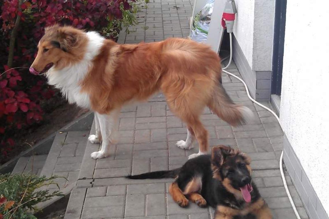 Dąbrowica: Zaginęły dwa psy, właściciele proszą o pomoc