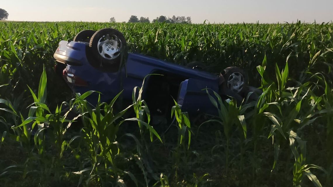 Dachowanie peugeota w kukurydzy. Ranna młoda kobieta