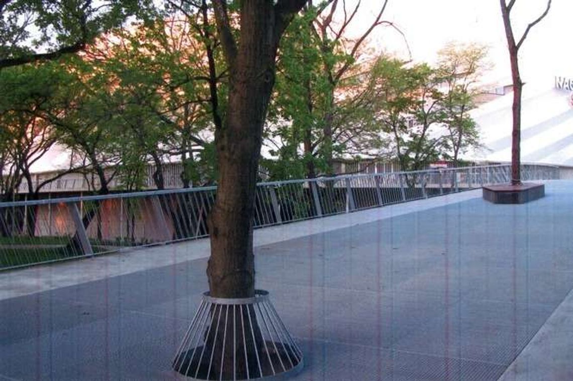 Dajcie drzewom żyć! List od mieszkanki Lublina