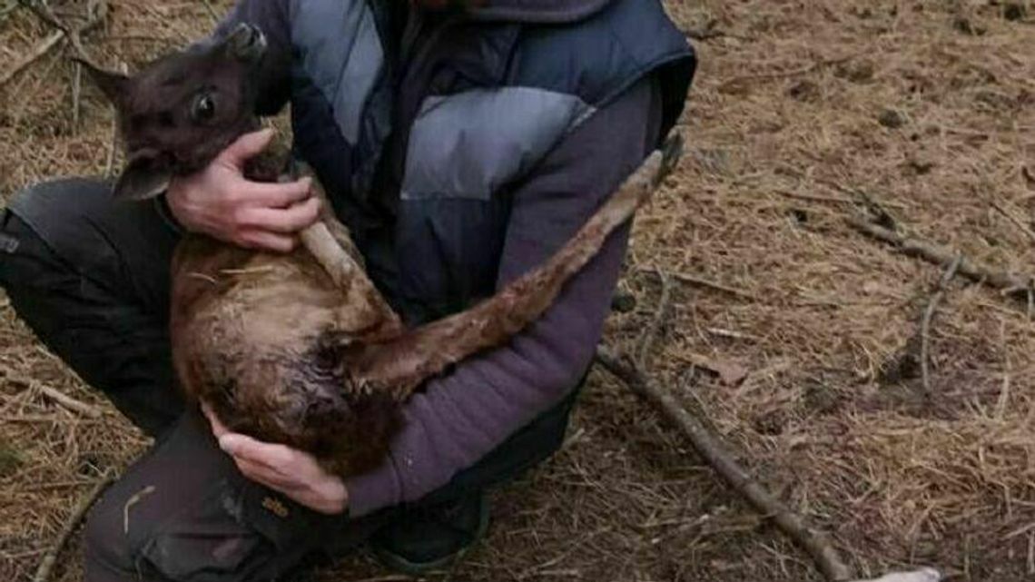 Daniele zagryzione w zagrodzie. Opiekun psa myśliwskiego dostał mandat Daniele zagryzione w zagrodzie. Opiekun psa myśliwskiego dostał mandat