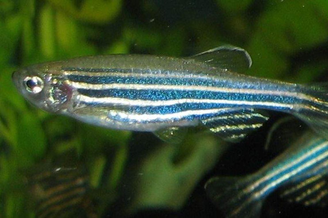 Danio pręgowany na Uniwersytecie Medycznym. Będą badać ryby transgeniczne