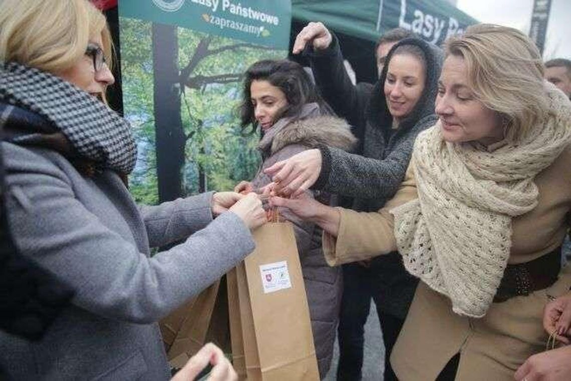 Darmowe drzewa w centrum Lublina. Na 700-lecie miasta [zdjęcia, wideo]