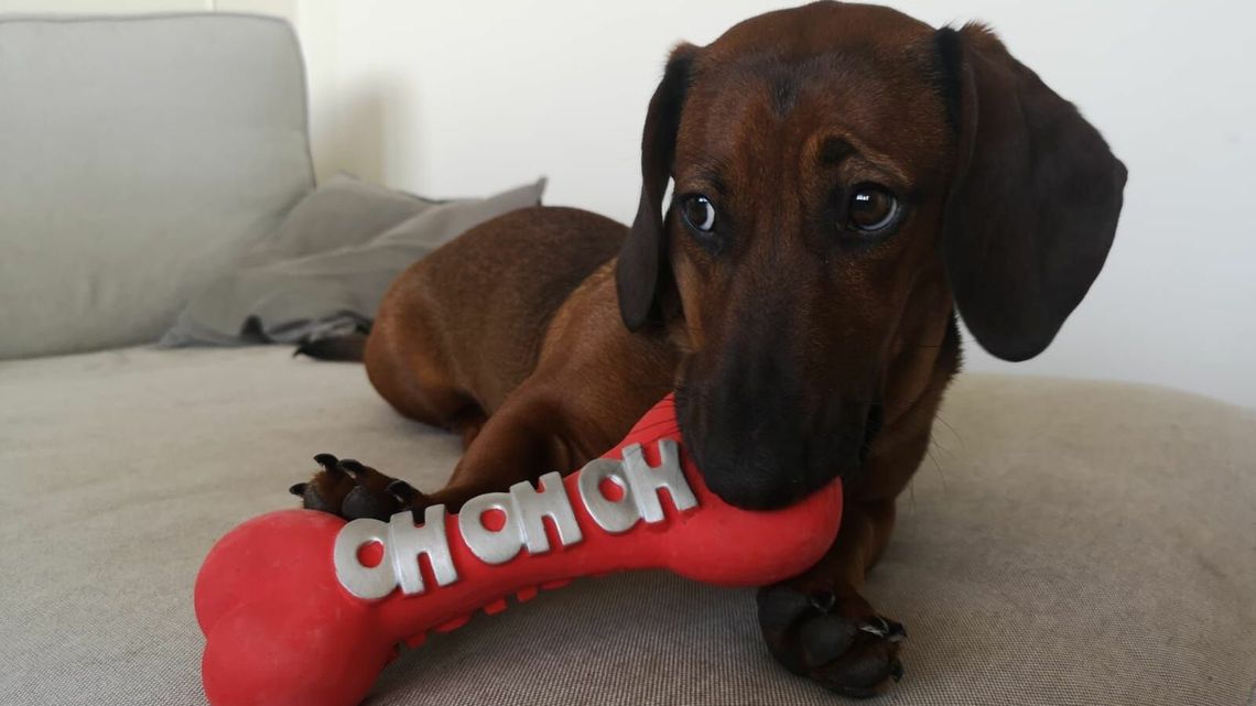 Darmowe zabiegi dla psów i kotów. Warunek: właściciel musi mieszkać w Świdniku