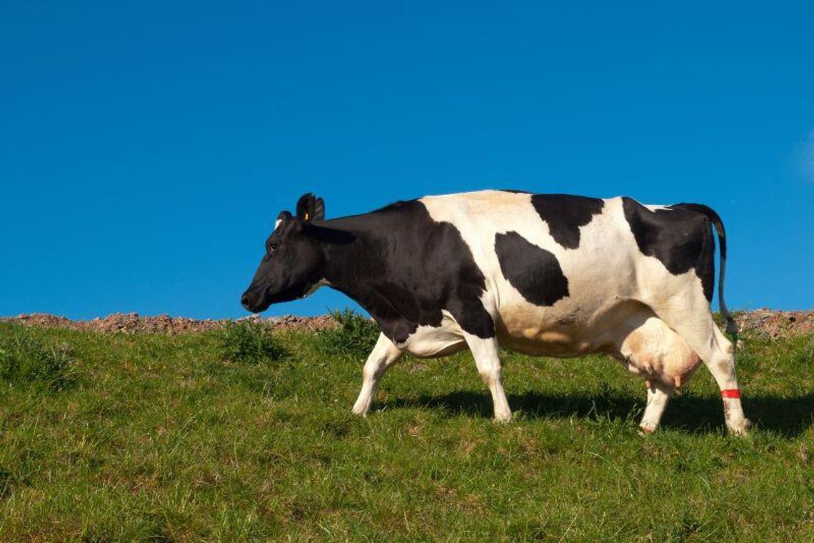 Dęba: Strażacy ratowali krowę. Wpadła do stawu