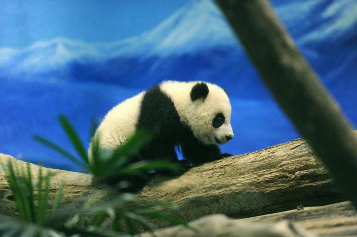 Debiut pandy urodzonej w zoo w Tajpej