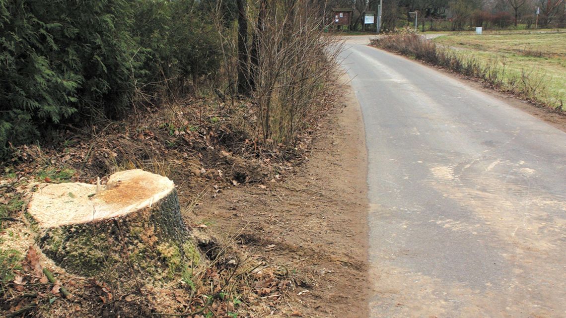 Dęby w Kazimierzu Dolnym wycięte bez zgody. Gmina zapłaci karę?