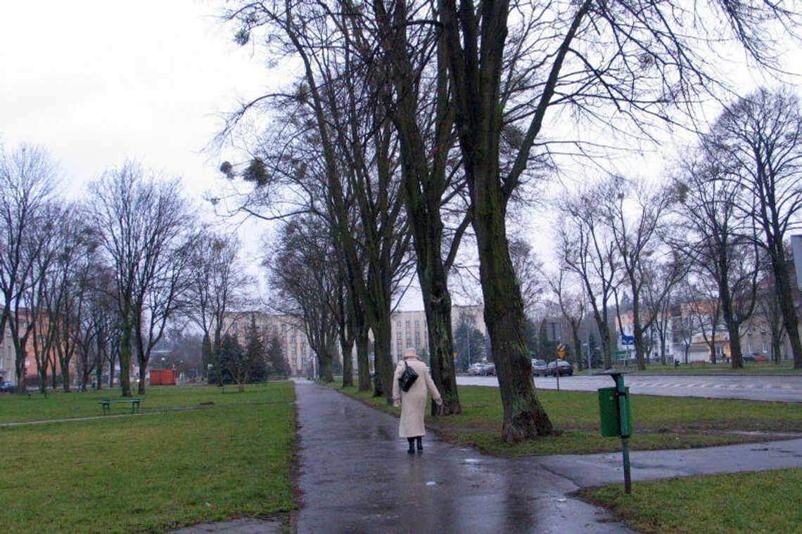 Dendrolog wydał wyrok śmierci. 96 drzew do wycinki Dendrolog wydał wyrok śmierci. 96 drzew do wycinki