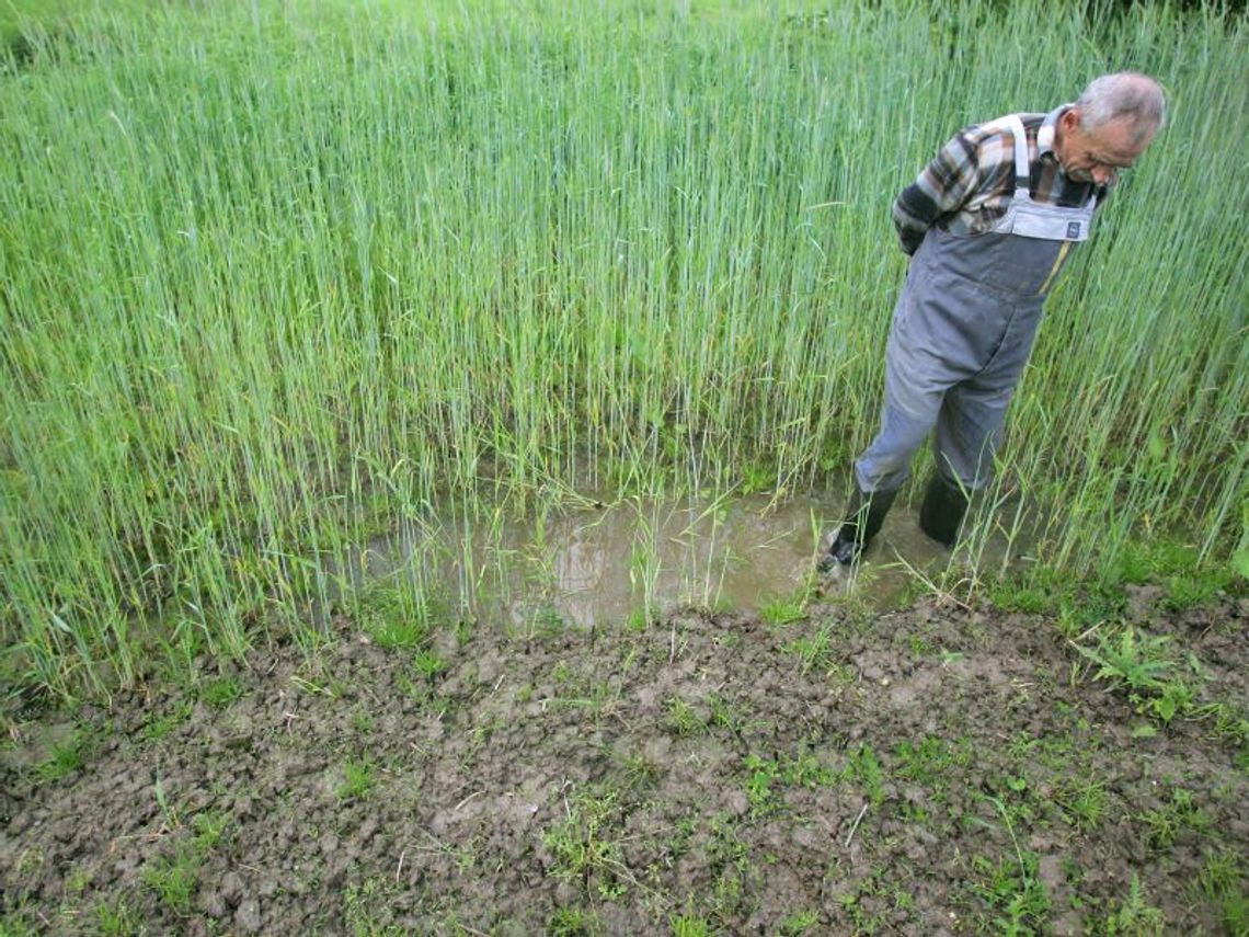 Deszcz daje się we znaki plantatorom