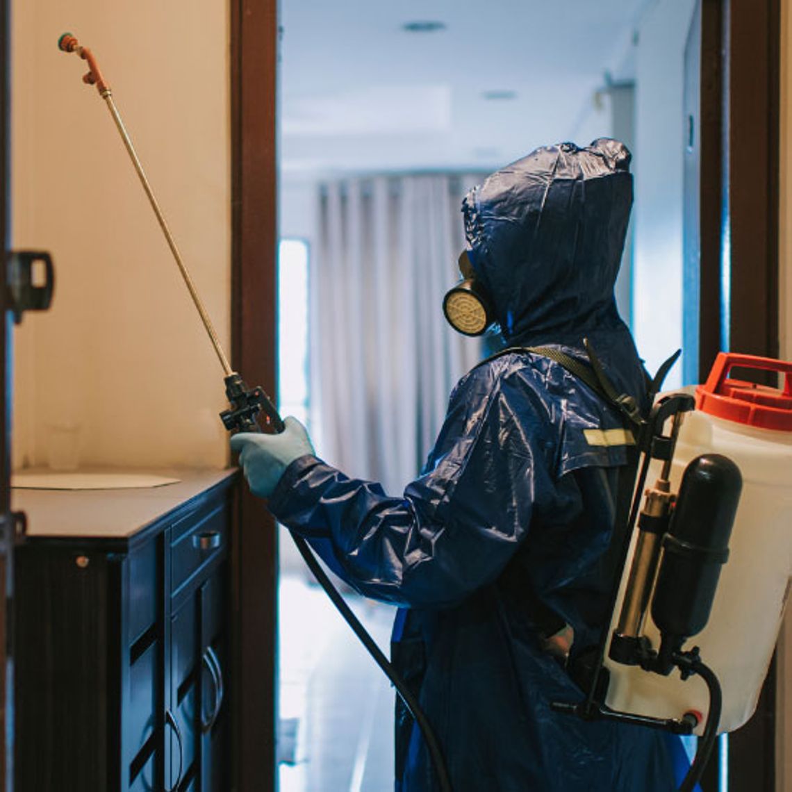 Dezynsekcja w Lublinie – pluskwy, karaluchy i prusaki: najczęstsze problemy i metody zwalczania