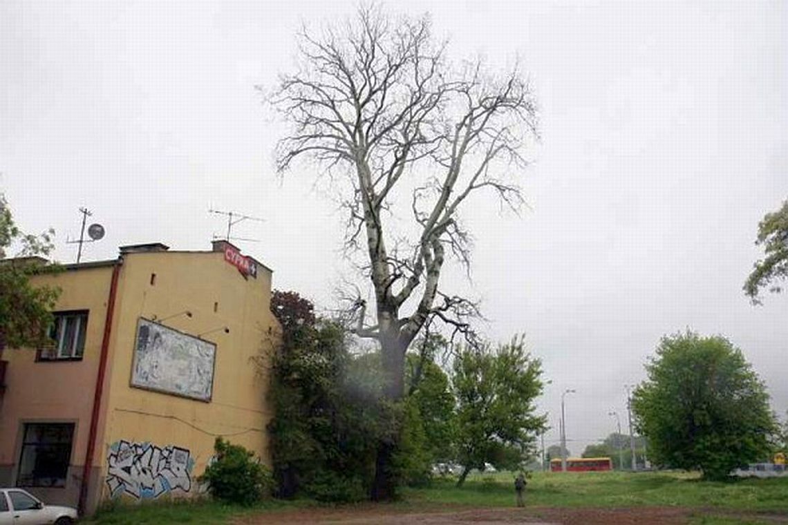 Dlaczego drzewo przy ul. Zamojskiej obumarło? Będzie analiza Dlaczego drzewo przy ul. Zamojskiej obumarło? Będzie analiza