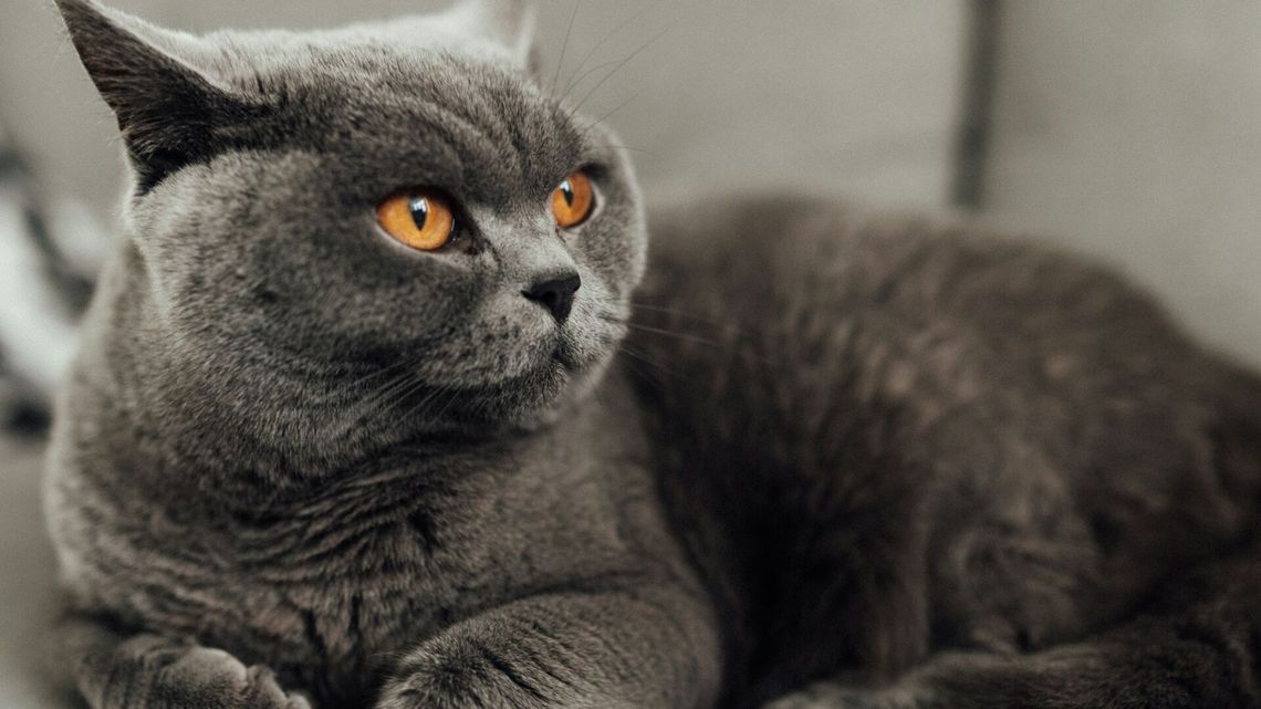 Dlaczego koty brytyjskie są idealnymi towarzyszami? Poznaj ich charakter i potrzeby