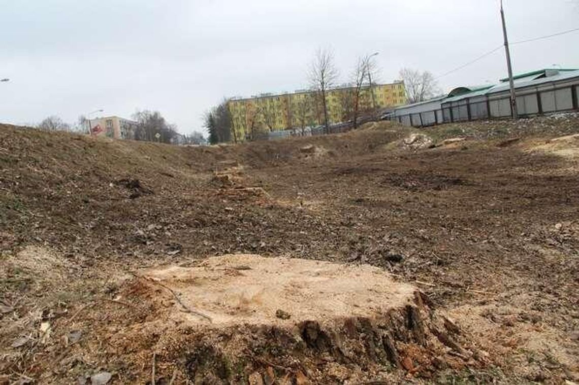 Dlaczego miejska zieleń wycina drzewa przy ulicach? 