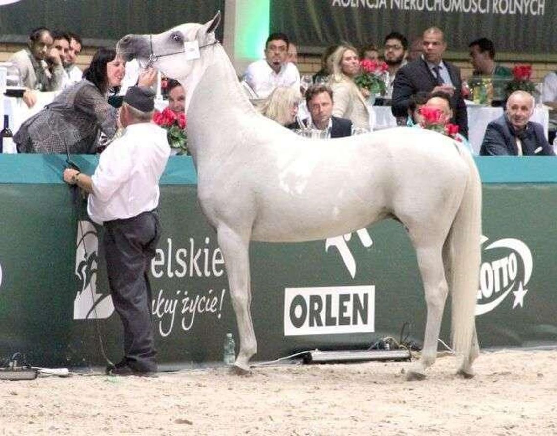 Dlaczego nie było chętnych na konie w Janowie? "Kupiliśmy tę klacz z litości"