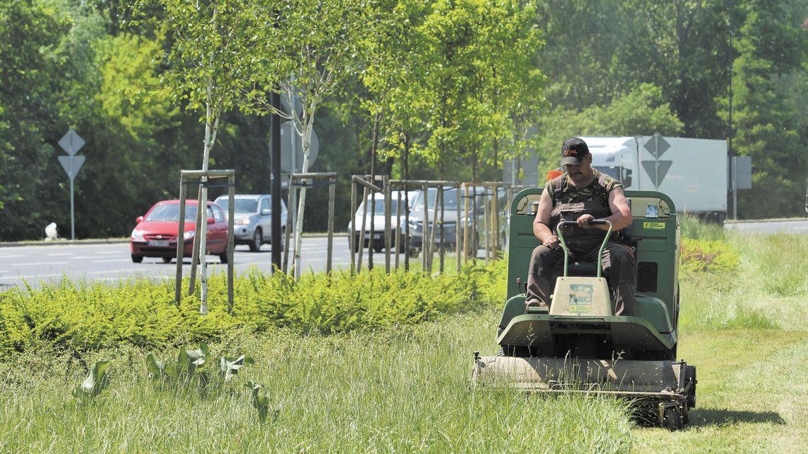 Dlaczego nie warto kosić. Łąki przy drogach nie tylko pachną i ładnie wyglądają 