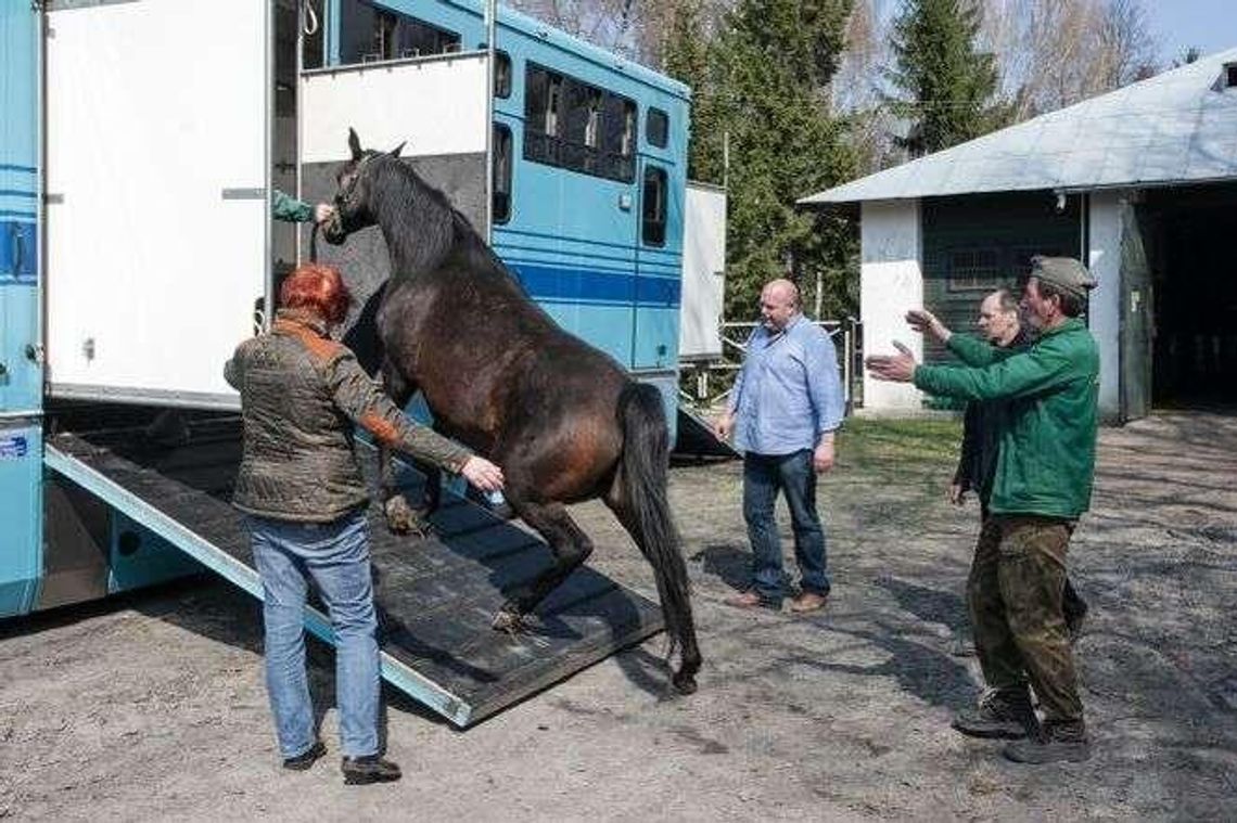 Dlaczego padły klacze ze stadniny w Janowie Podlaskim? Już wiadomo Dlaczego padły klacze ze stadniny w Janowie Podlaskim? Już wiadomo